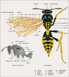 Guêpe - crédits : Encyclopædia Universalis France
