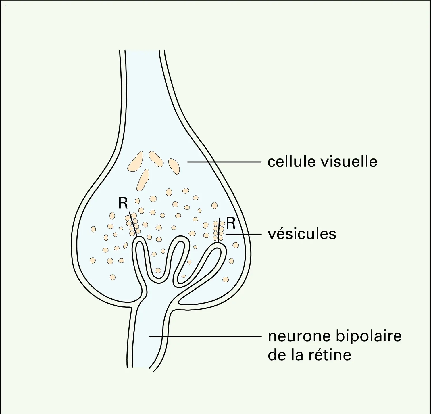 Différenciation présynaptique