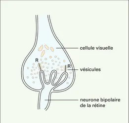 Différenciation présynaptique - crédits : Encyclopædia Universalis France