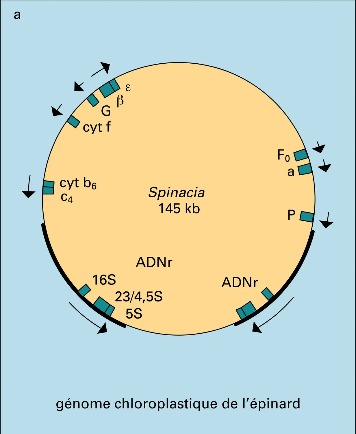 ADN chloroplastiques - vue 1