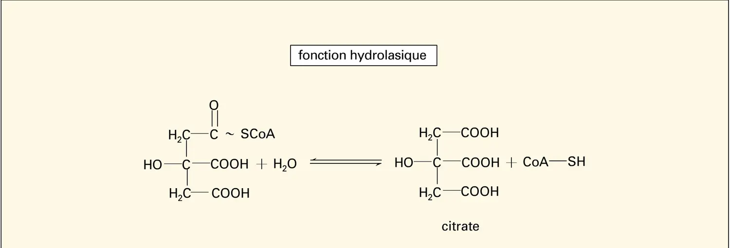 Citrate synthétase - vue 3