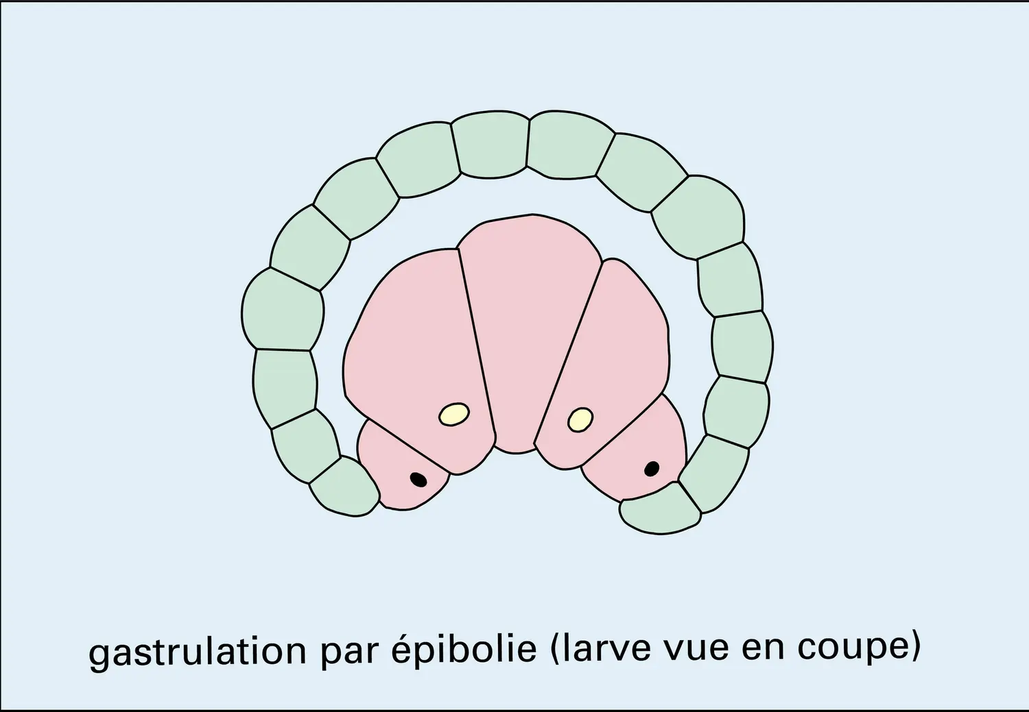 Segmentation sirale et larve trochopore - vue 2