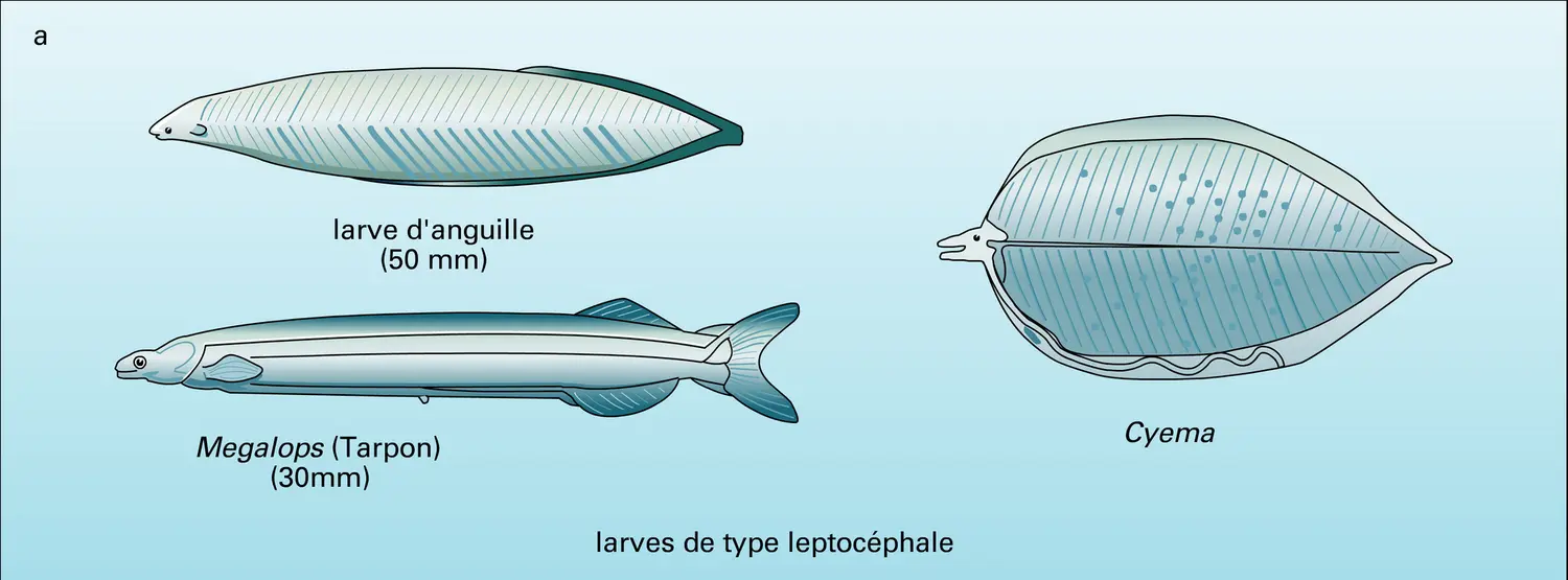 Téléostéens : larves diverses - vue 1