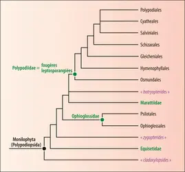 Phylogénie des Monilophytes - crédits : Encyclopædia Universalis France