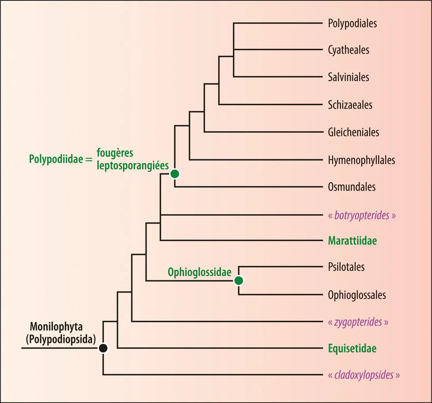 Phylogénie des Monilophytes