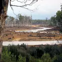 Déforestation dans la vallée de Styx, Tasmanie - crédits : D. Hyde/ Shutterstock