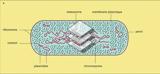 Cellules procaryotes : anatomie - crédits : Encyclopædia Universalis France