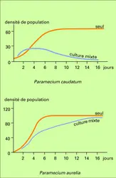 Compétition pour une même source alimentaire - crédits : Encyclopædia Universalis France