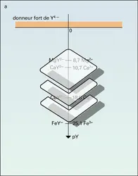 Échelles de pY dans l'eau - crédits : Encyclopædia Universalis France