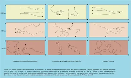 Nymphes de termites : déplacements - crédits : Encyclopædia Universalis France