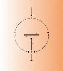 Phosphofructokinase : réaction autocatalytique - crédits : Encyclopædia Universalis France