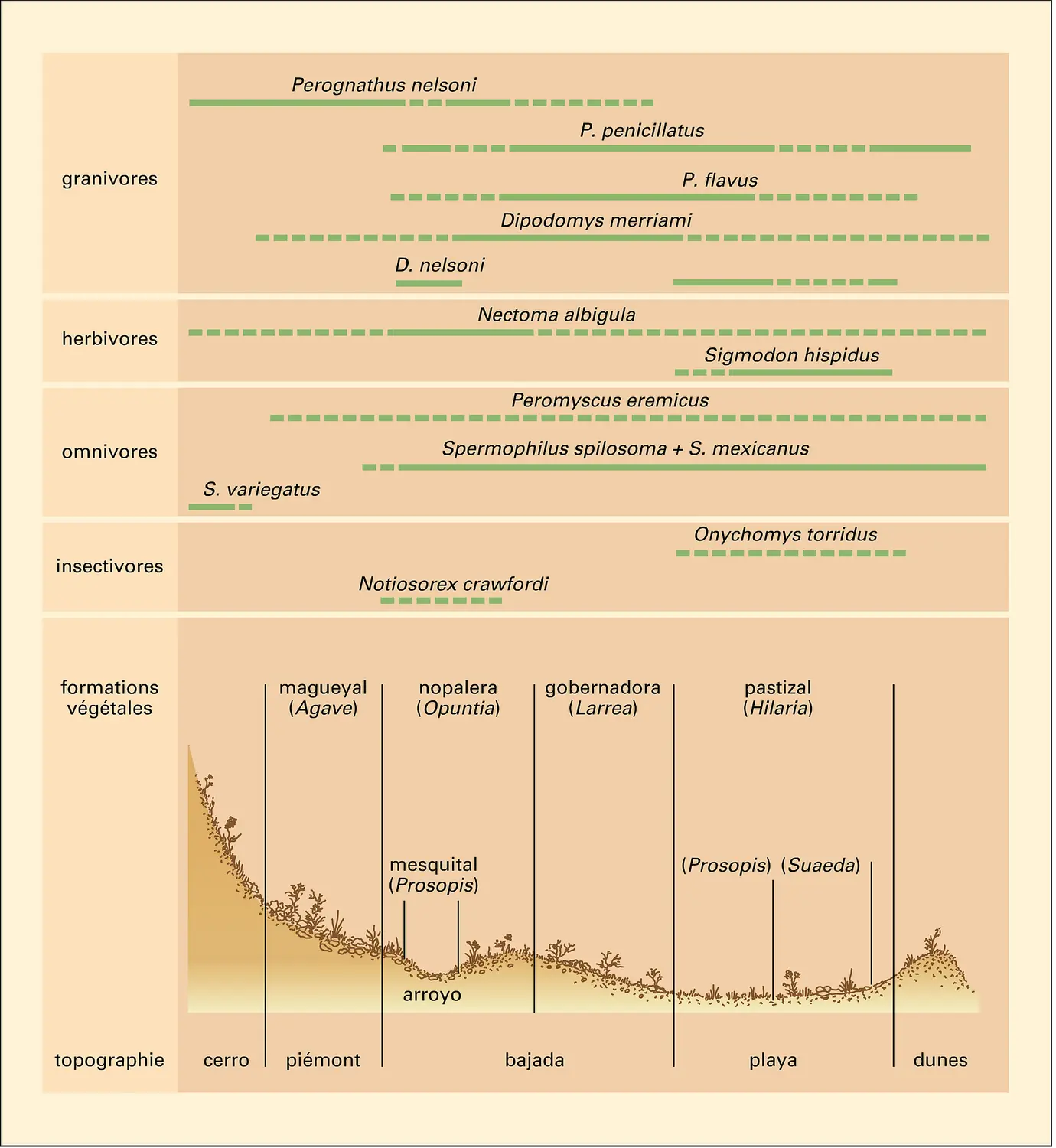 Écologie : exemple de distribution spatiale de petits mammifères