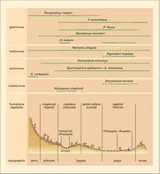 Écologie : exemple de distribution spatiale de petits mammifères - crédits : Encyclopædia Universalis France