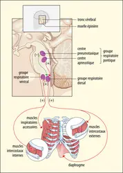 Contrôle nerveux de la respiration - crédits : EUF (cage thoracique : Shutterstock)