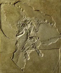 <em>Archaeopteryx</em>, spécimen conservé au Musée d’histoire naturelle de Berlin - crédits : AKG-images