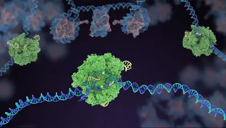 Complexe CRISPR-Cas9 - crédits : Janet Iwasa for the Innovative Genomics Institute. Copyright 2018 The Regents of the University of California