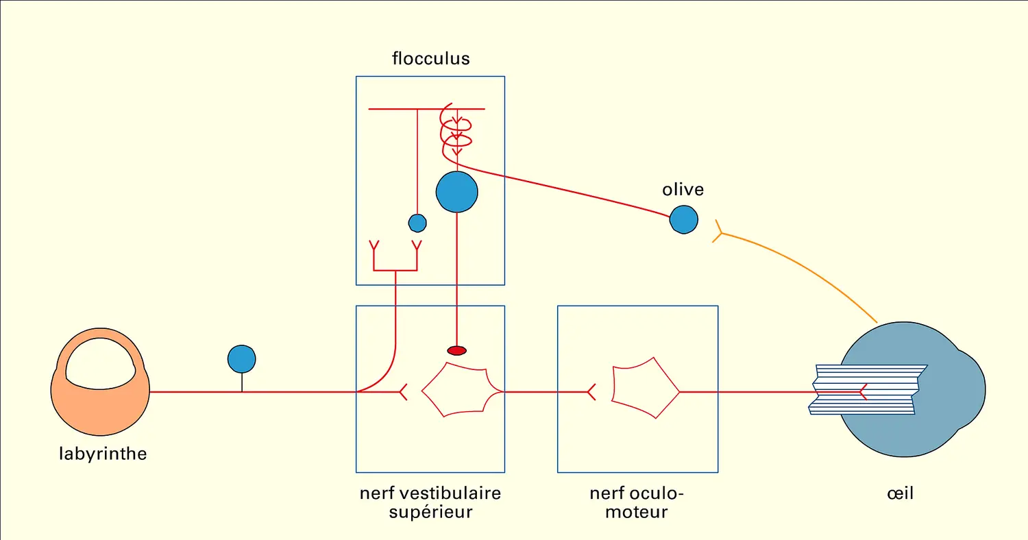 Réflexe vestibulo-oculaire