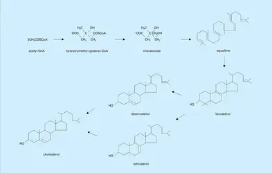 Biosynthèse du cholestérol - crédits : Encyclopædia Universalis France