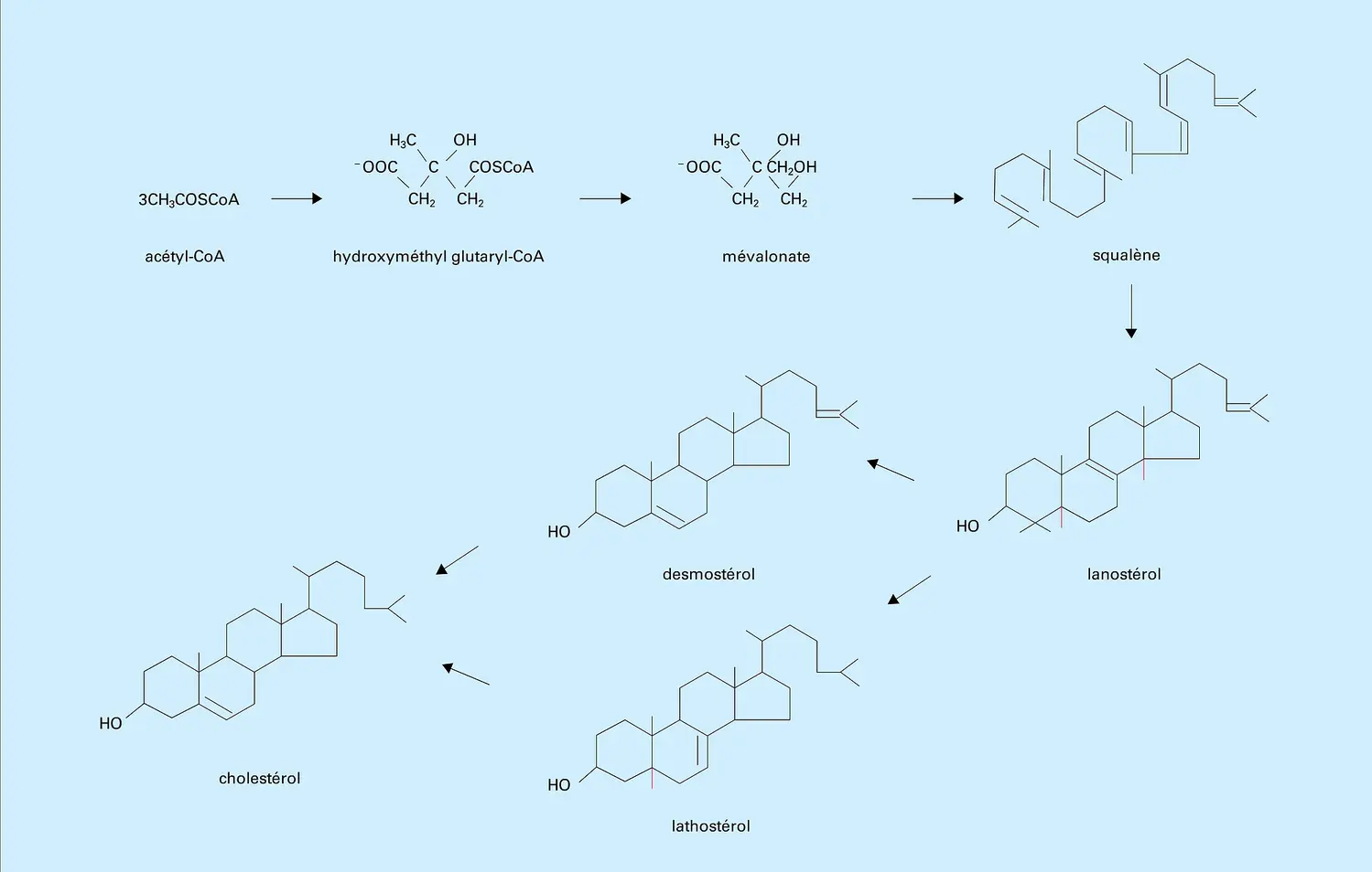 Biosynthèse du cholestérol