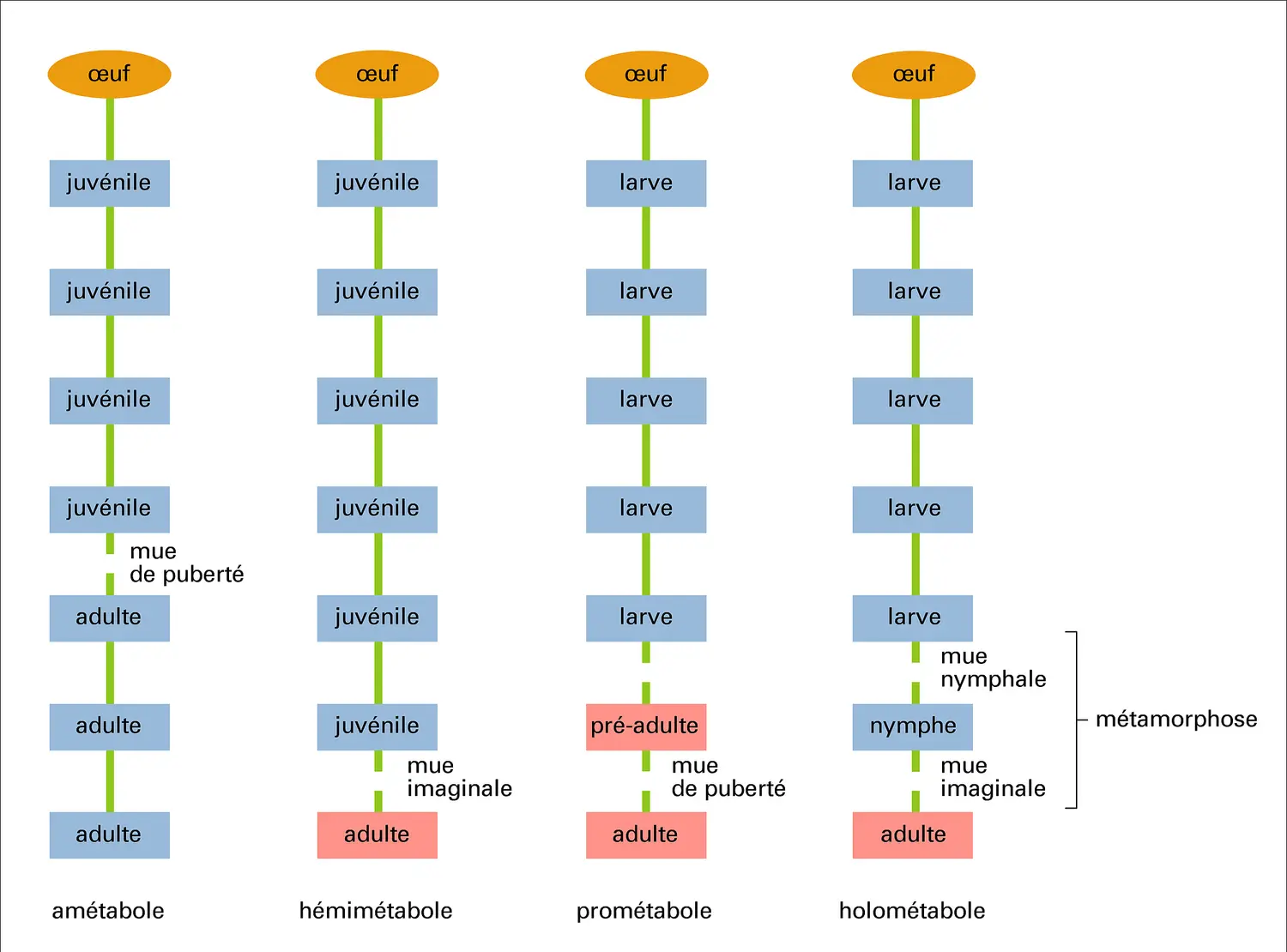 Insectes : modes de développement