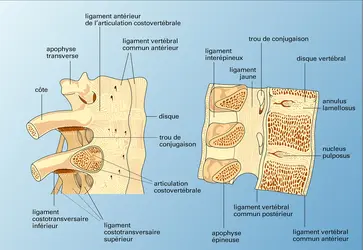 Articulation intervertébrale - crédits : Encyclopædia Universalis France