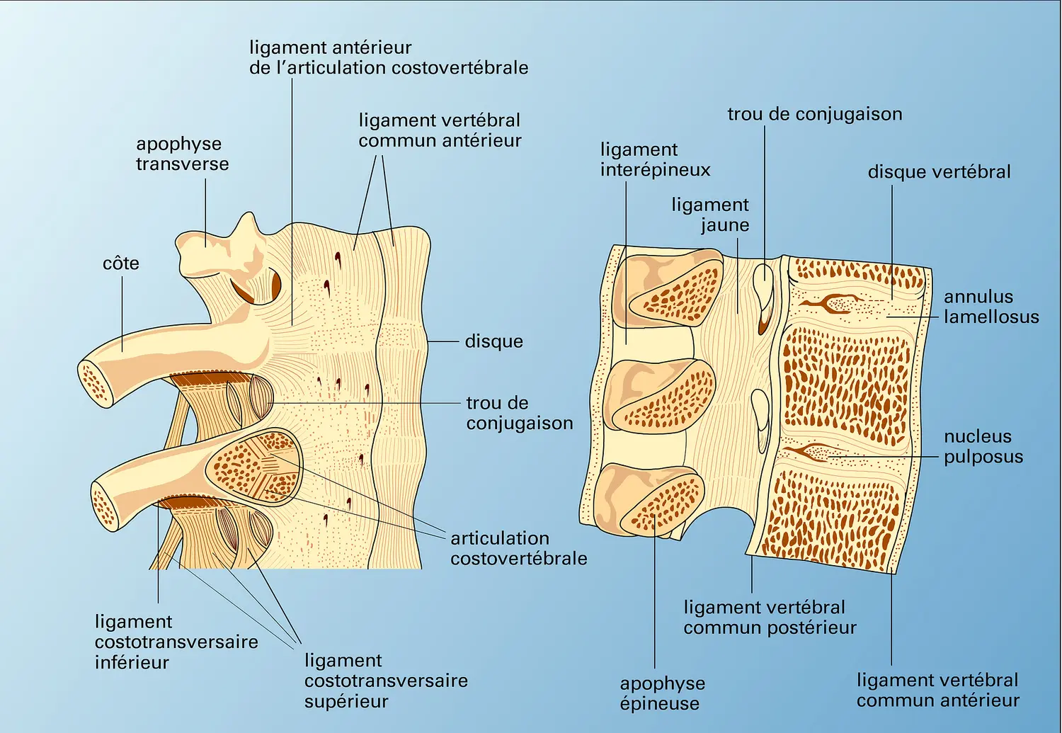 Articulation intervertébrale