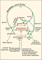 Expression en coordonnées polaires du gène cycloïdea chez «Antirrhinum majus» - crédits : Encyclopædia Universalis France
