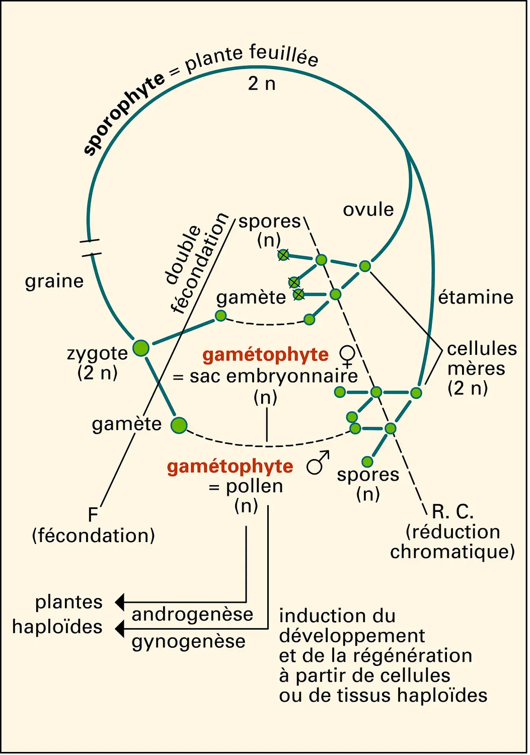 Expression en coordonnées polaires du gène cycloïdea chez «Antirrhinum majus»