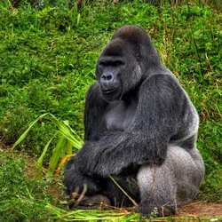 Gorille mâle - crédits : M. Price/ Shutterstock