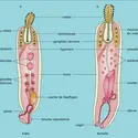 Acanthocéphale : schéma - crédits : Encyclopædia Universalis France