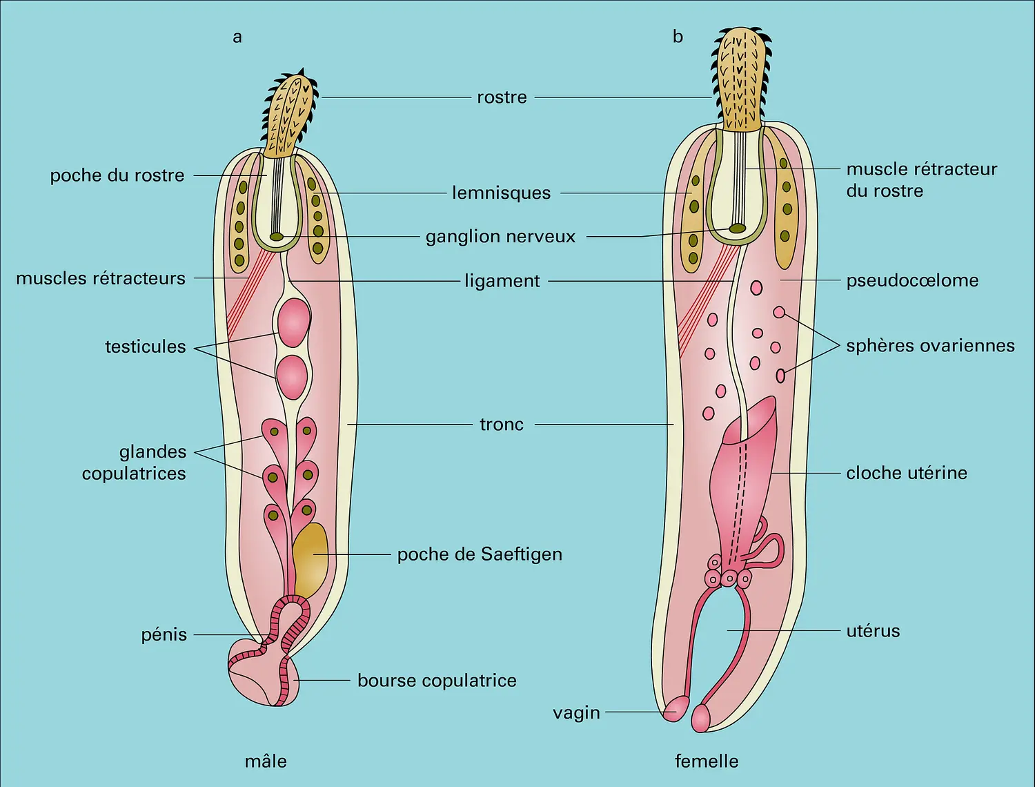 Acanthocéphale : schéma