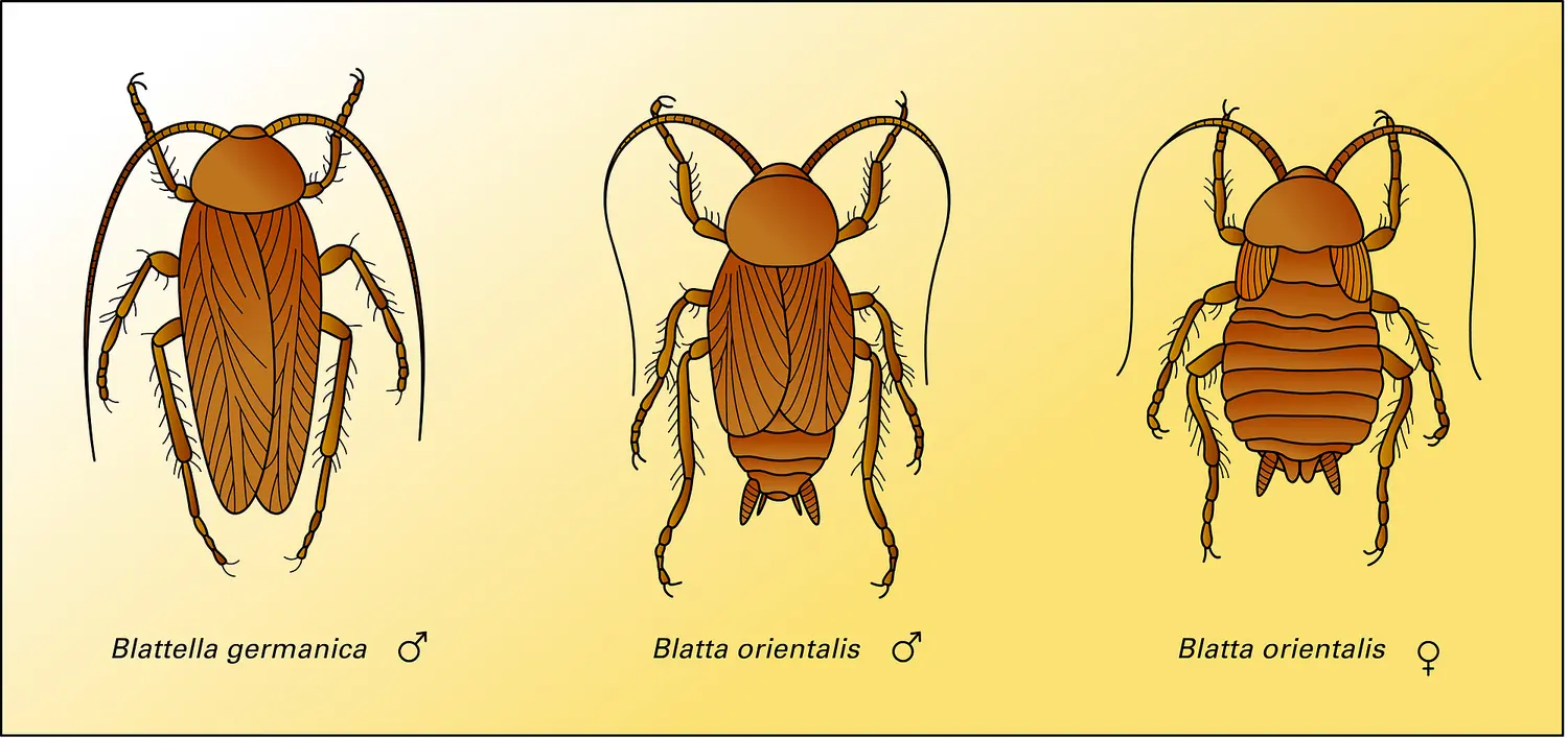 Blatte germanique et blattes orientales