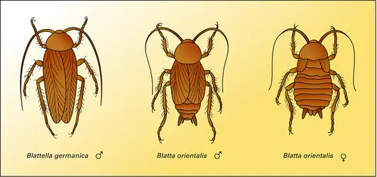 Blatte germanique et blattes orientales - crédits : Encyclopædia Universalis France