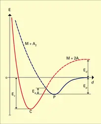 Adsorption : représentation de Lennard-Jones - crédits : Encyclopædia Universalis France