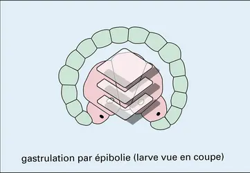 Segmentation sirale et larve trochopore - crédits : Encyclopædia Universalis France