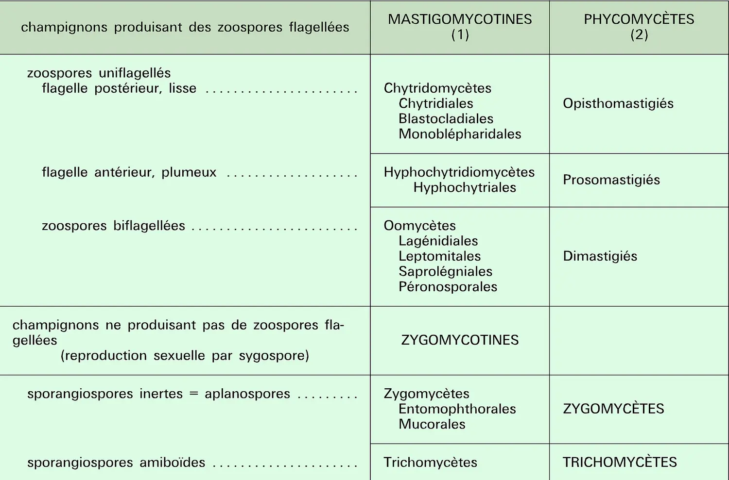 Phycomycètes : classification