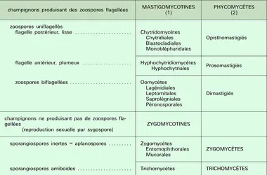 Phycomycètes : classification - crédits : Encyclopædia Universalis France