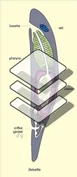 Rhabdocœles : coupes sagittales simplifiées - crédits : Encyclopædia Universalis France