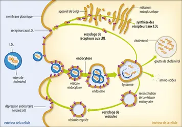 Endocytose par récepteur spécifique - crédits : Encyclopædia Universalis France