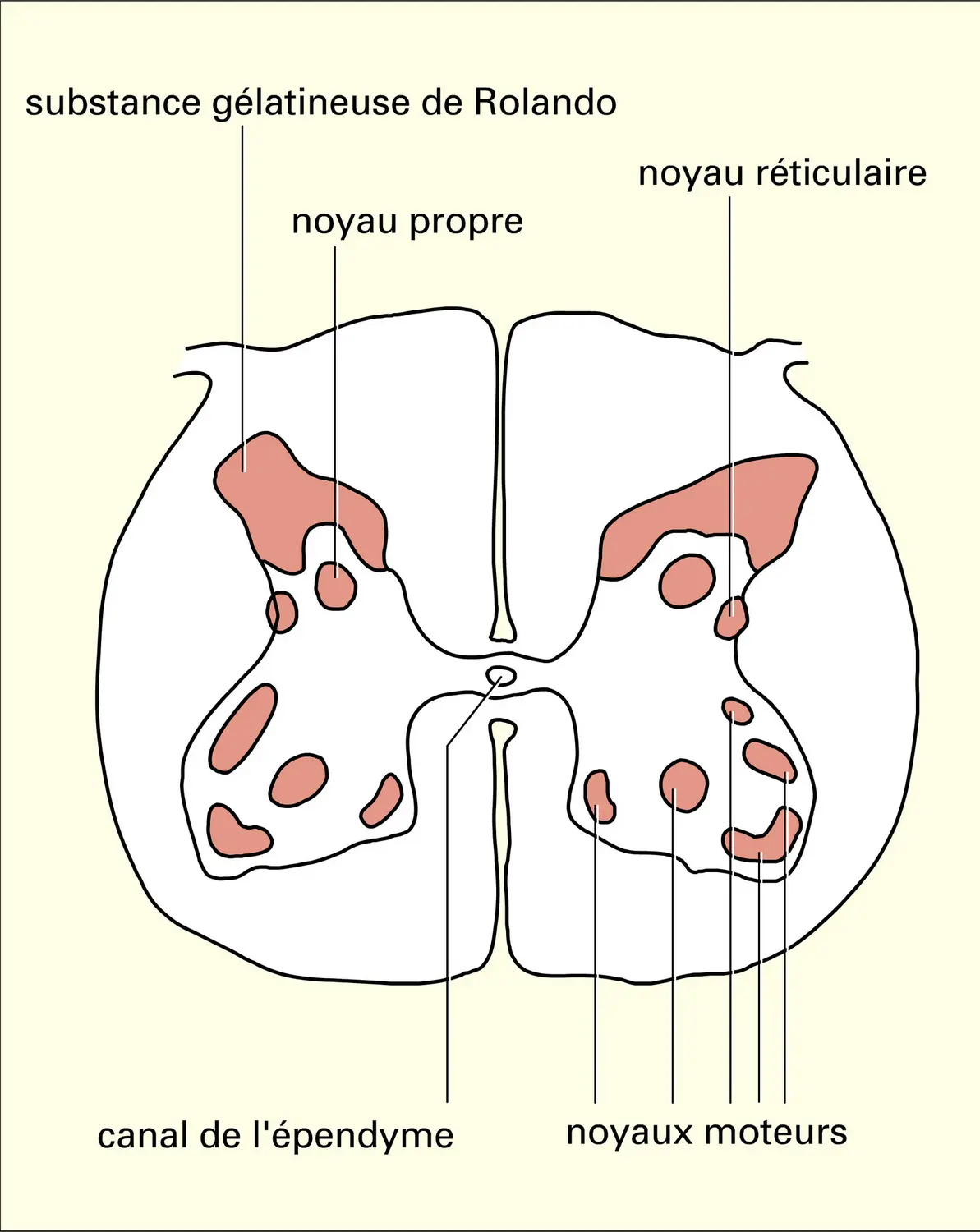 Substance grise et noyaux - vue 2