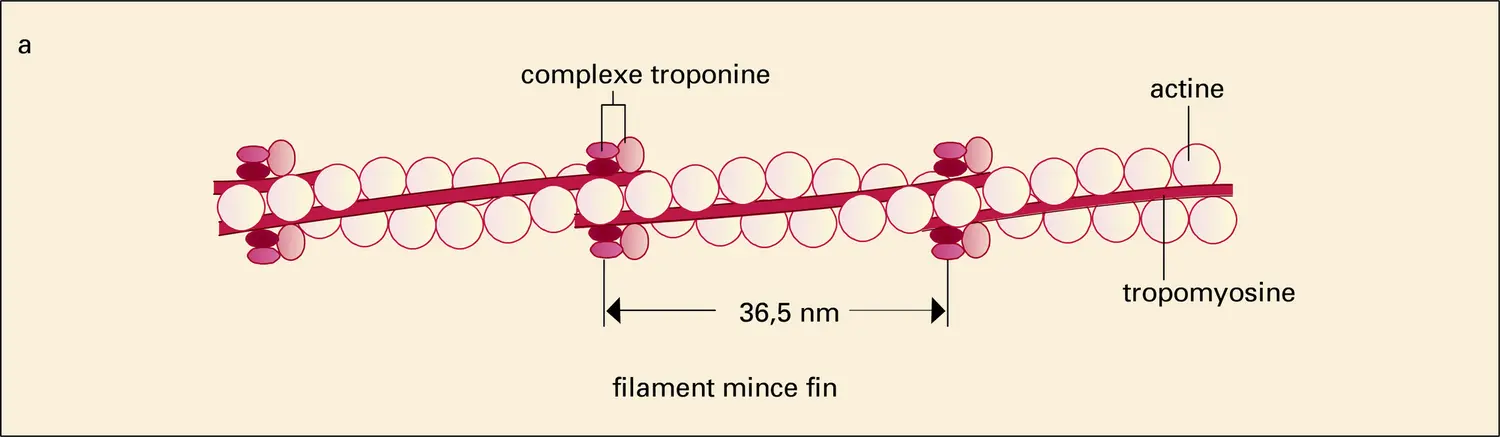 Régulation de la contraction - vue 1