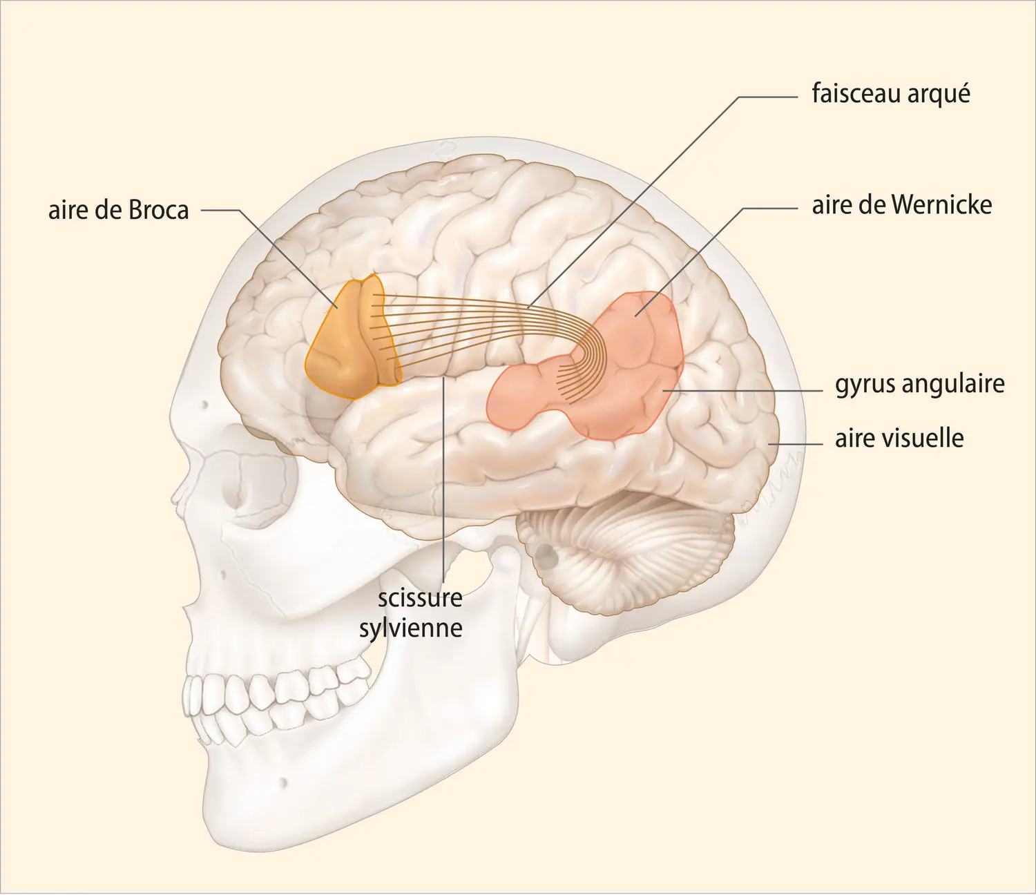 Les principales aires du langage à la surface du cortex de l’hémisphère cérébral gauche