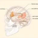 Les principales aires du langage à la surface du cortex de l’hémisphère cérébral gauche - crédits : Encyclopædia Universalis France