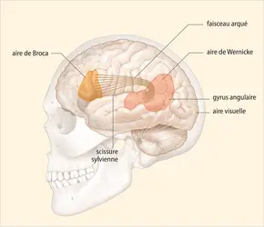 Les principales aires du langage à la surface du cortex de l’hémisphère cérébral gauche - crédits : Encyclopædia Universalis France
