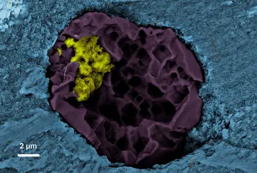 Traces de vie dans le manteau terrestre - crédits : Nature Geoscience, 2013