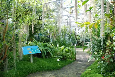 Serre tropicale du Conservatoire botanique national de Brest - crédits : P. Péron/ CBN-Brest