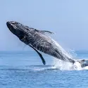 Baleine à bosse - crédits : Yelena Vereshchaka/ TASS/ Getty Images