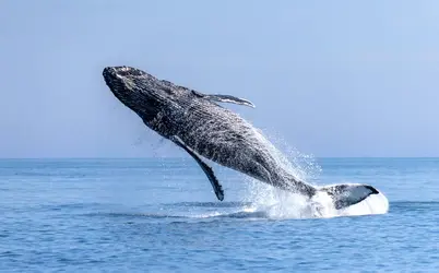 Baleine à bosse - crédits : Yelena Vereshchaka/ TASS/ Getty Images