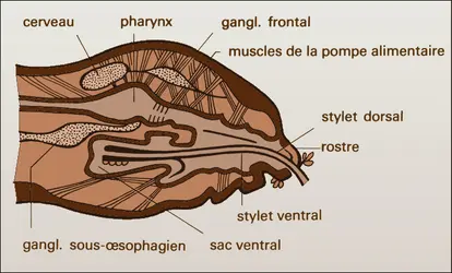 Tête de pou - crédits : Encyclopædia Universalis France