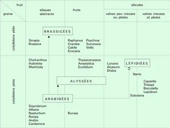 Tribus - crédits : Encyclopædia Universalis France